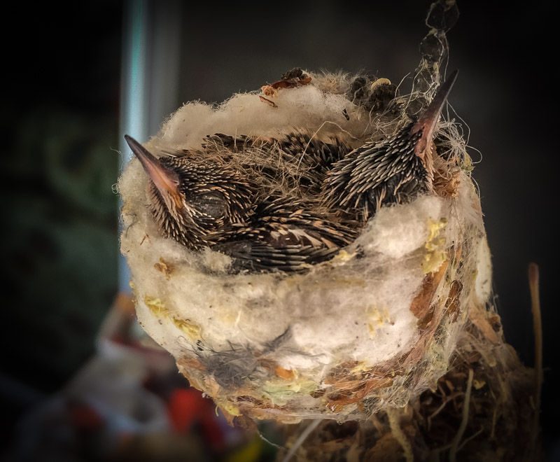 Hummingbirds from backyards and beyond